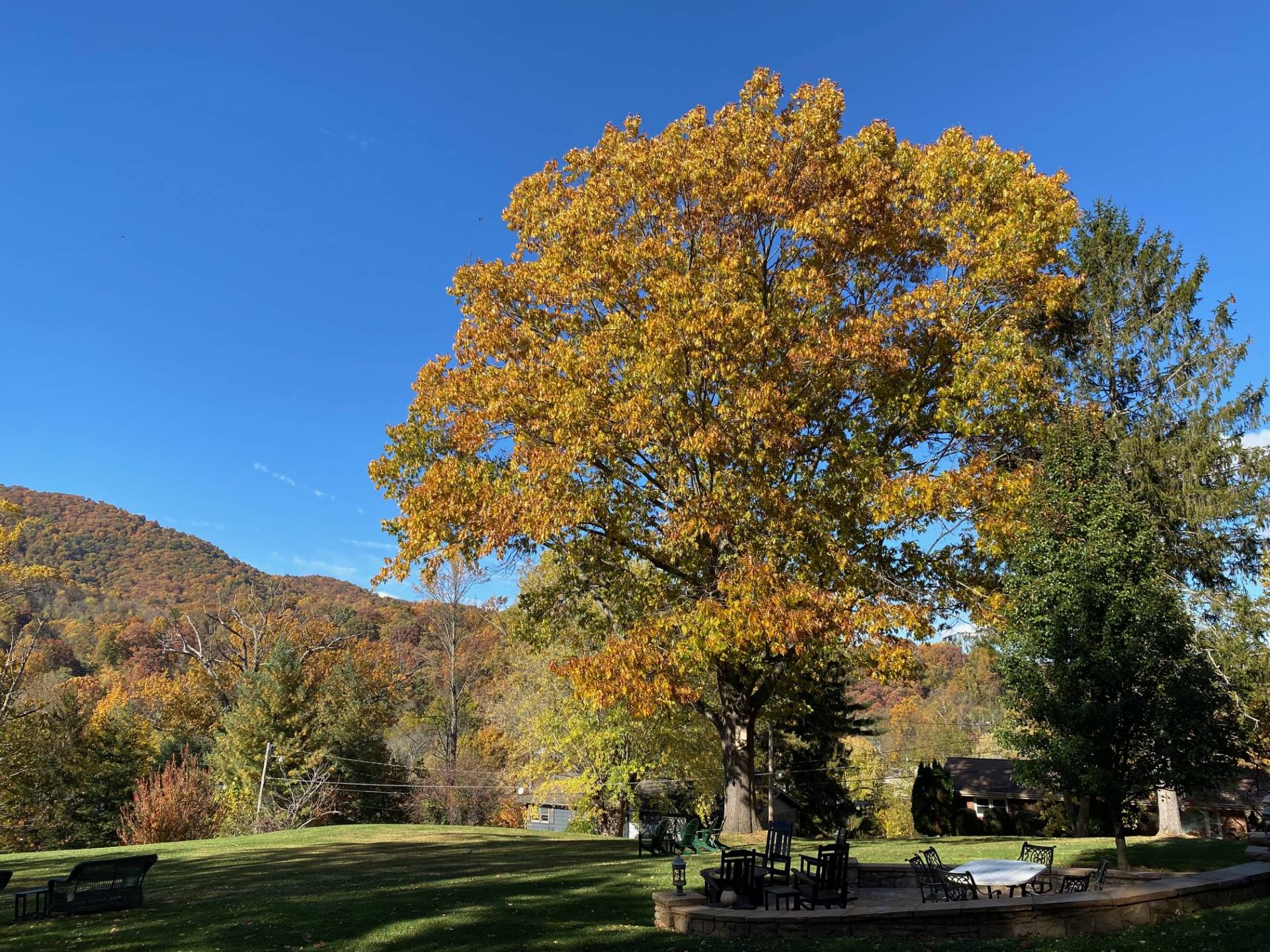 Yellow Tree during fall at the Andon-Reid Inn